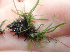 Lilaeopsis brasiliensis