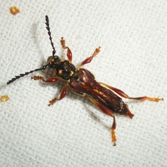 Acyphoderes aurulenta