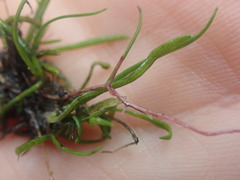 Lilaeopsis brasiliensis