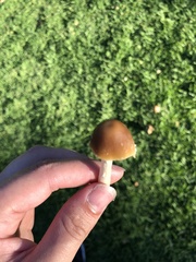 Candolleomyces candolleanus