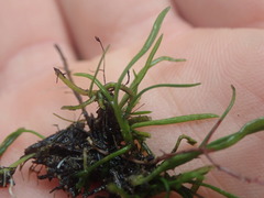 Lilaeopsis brasiliensis