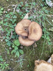 Armillaria gemina