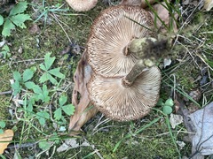 Armillaria gemina