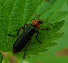 Cantharis pellucida
