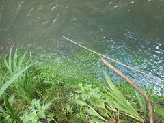 Lilaeopsis brasiliensis