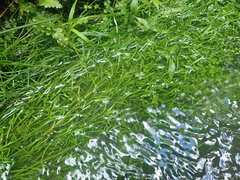 Lilaeopsis brasiliensis