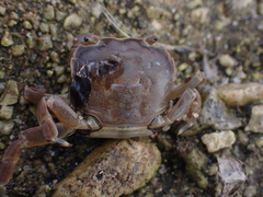 Paragrapsus quadridentatus