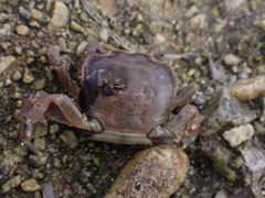 Paragrapsus quadridentatus