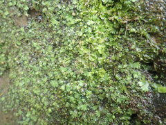 Marchantia pileata