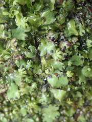 Marchantia pileata
