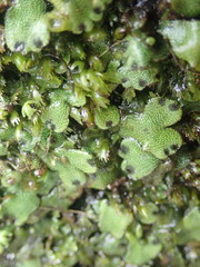Marchantia pileata