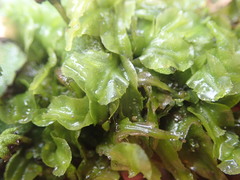 Pallavicinia innovans