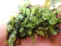 Pallavicinia innovans