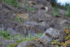 Fritillaria affinis affinis
