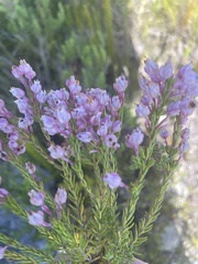 Erica excavata