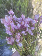 Erica excavata