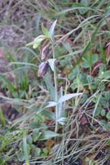 Fritillaria affinis affinis