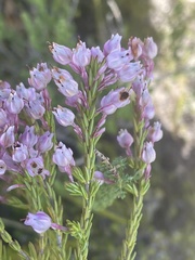 Erica excavata