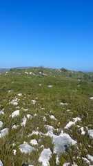 Erica excavata