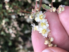 Holodiscus discolor discolor