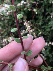 Holodiscus discolor discolor