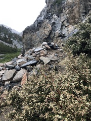 Holodiscus discolor discolor