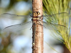 Petalura litorea
