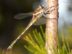 Petalura litorea