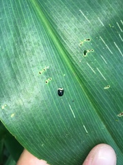 Imatidium thoracicum