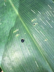 Imatidium thoracicum