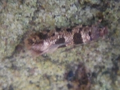 Parochmastis hilderi