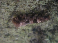 Parochmastis hilderi