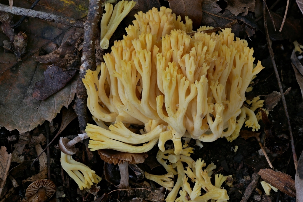 Coral Fungi from Marshall County, IN, USA on October 23, 2021 at 01:32 ...