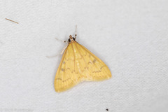Loxomorpha flavidissimalis