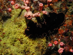 Pseudobiceros splendidus