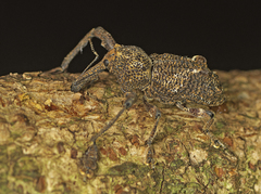 Orthorhinus