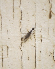 Raphidiidae