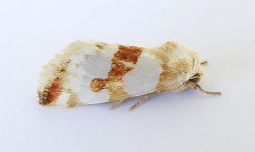 Snakeweed Flower Moth