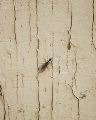 Raphidiidae