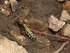 Zebratula flavonigra