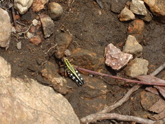 Zebratula flavonigra