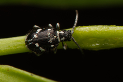 Ptininae