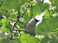 Dumetella carolinensis