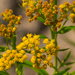 Grass-leaved Goldenrods - Photo (c) Joshua Mayer, some rights reserved (CC BY-SA)