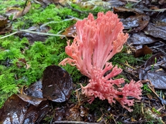 Ramaria araiospora