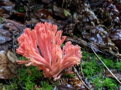 Ramaria araiospora