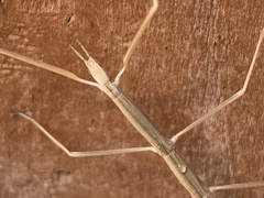 Parabacillus coloradus