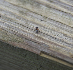 Flavoclypeus andromedus