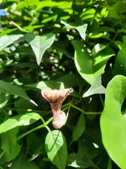 Aristolochia triangularis