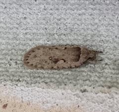 Agonopterix ocellana